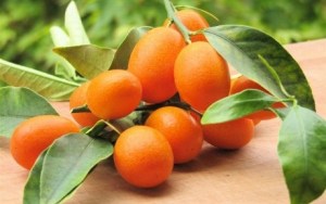 Glorious Kumquats